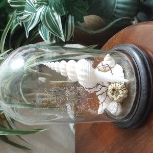 Glass Dome shell art.